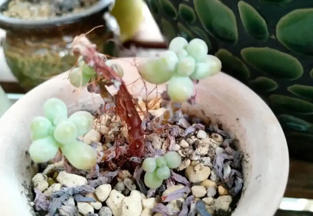 多肉葉子一碰就掉？大都是這四種原因導致，及時挽救還來得及