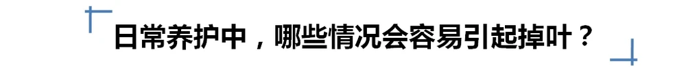 多肉葉子一碰就掉？大都是這四種原因導致，及時挽救還來得及