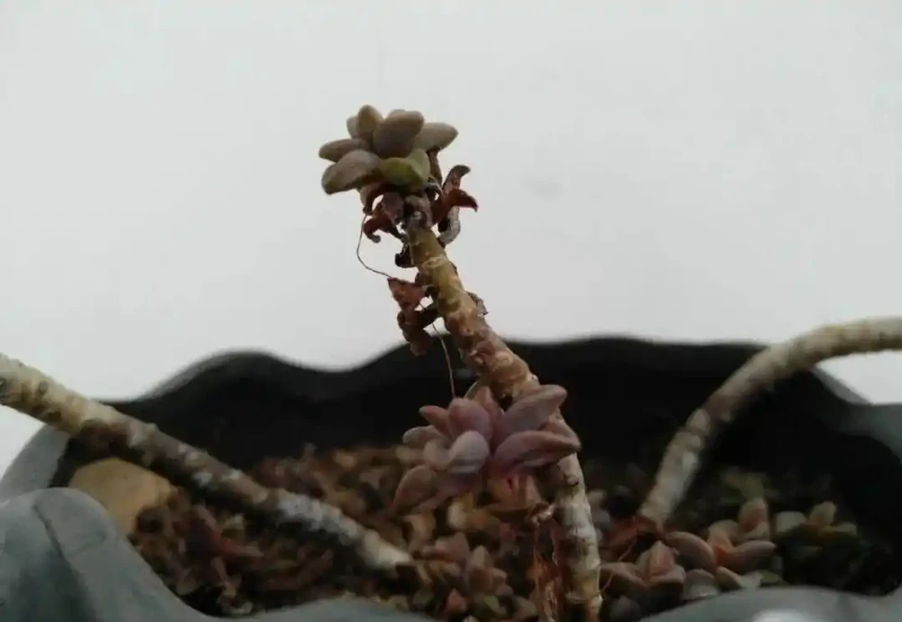 多肉葉子一碰就掉？大都是這四種原因導致，及時挽救還來得及
