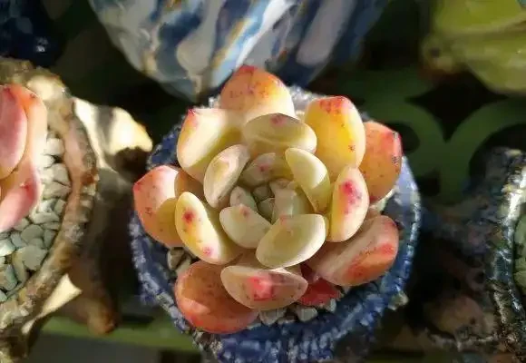 多肉葉子一碰就掉？大都是這四種原因導致，及時挽救還來得及
