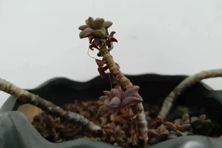 多肉葉子一碰就掉？大都是這四種原因導致，及時挽救還來得及