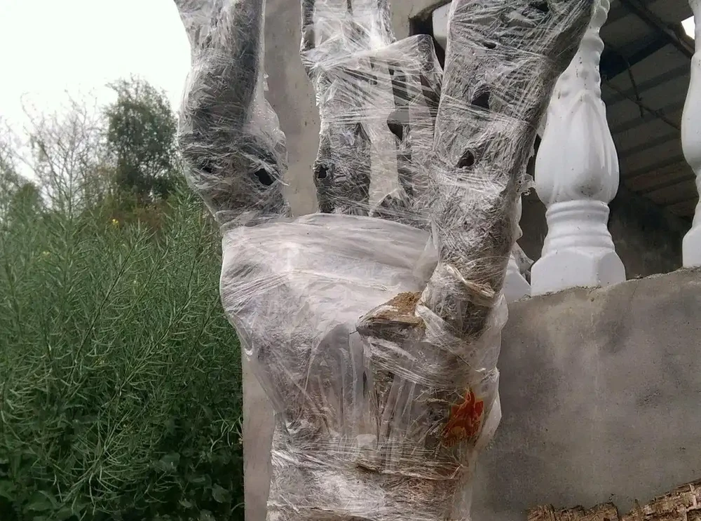 剛下山的金彈子盆景樁頭根系脫水怎麼發根？3個技巧，明年能養胚