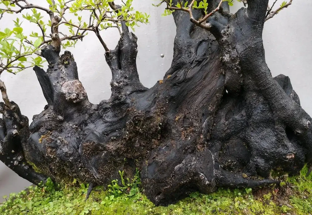剛下山的金彈子盆景樁頭根系脫水怎麼發根？3個技巧，明年能養胚