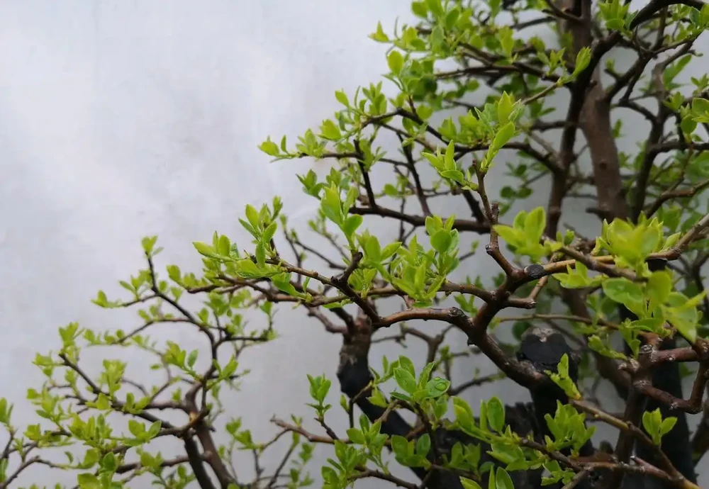 剛下山的金彈子盆景樁頭根系脫水怎麼發根？3個技巧，明年能養胚