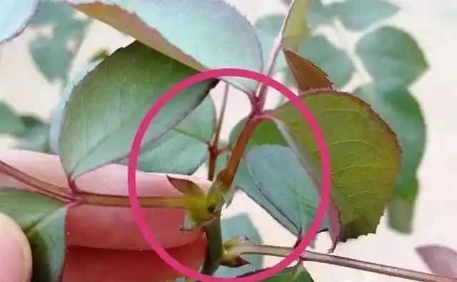 玫瑰盲芽要剪掉?別傻了,盲芽修剪有技巧,否則越剪越不開花
