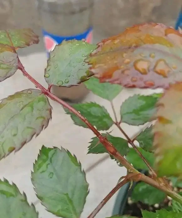 玫瑰盲芽要剪掉?別傻了,盲芽修剪有技巧,否則越剪越不開花