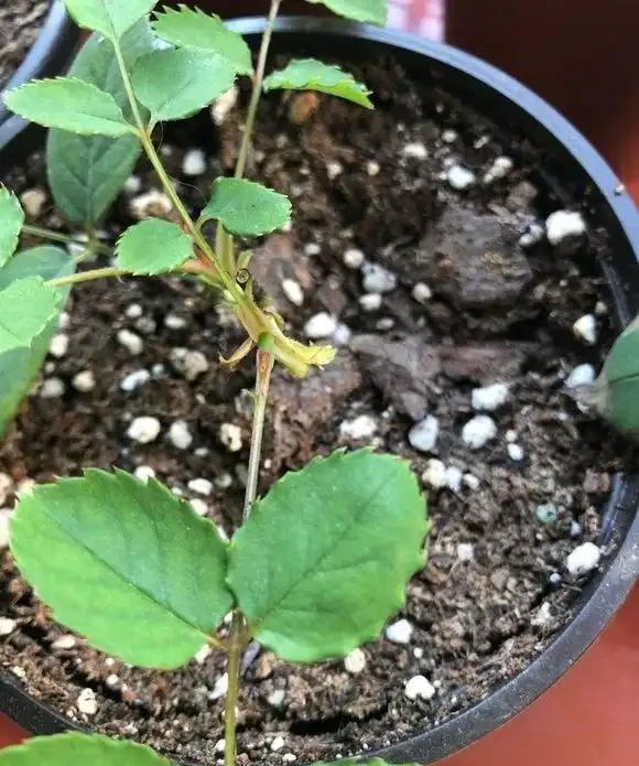 玫瑰盲芽要剪掉?別傻了,盲芽修剪有技巧,否則越剪越不開花