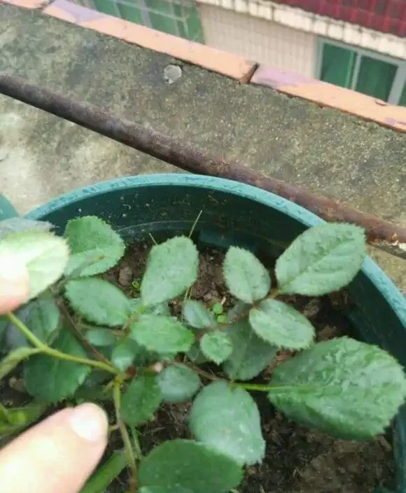 玫瑰盲芽要剪掉?別傻了,盲芽修剪有技巧,否則越剪越不開花