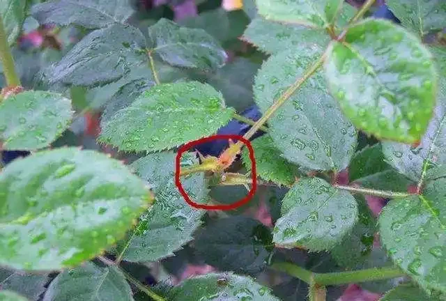 玫瑰盲芽要剪掉?別傻了,盲芽修剪有技巧,否則越剪越不開花