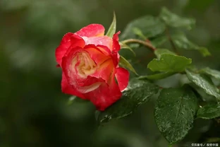 玫瑰盲芽要剪掉？別傻了，盲芽修剪有技巧，否則越剪越不開花