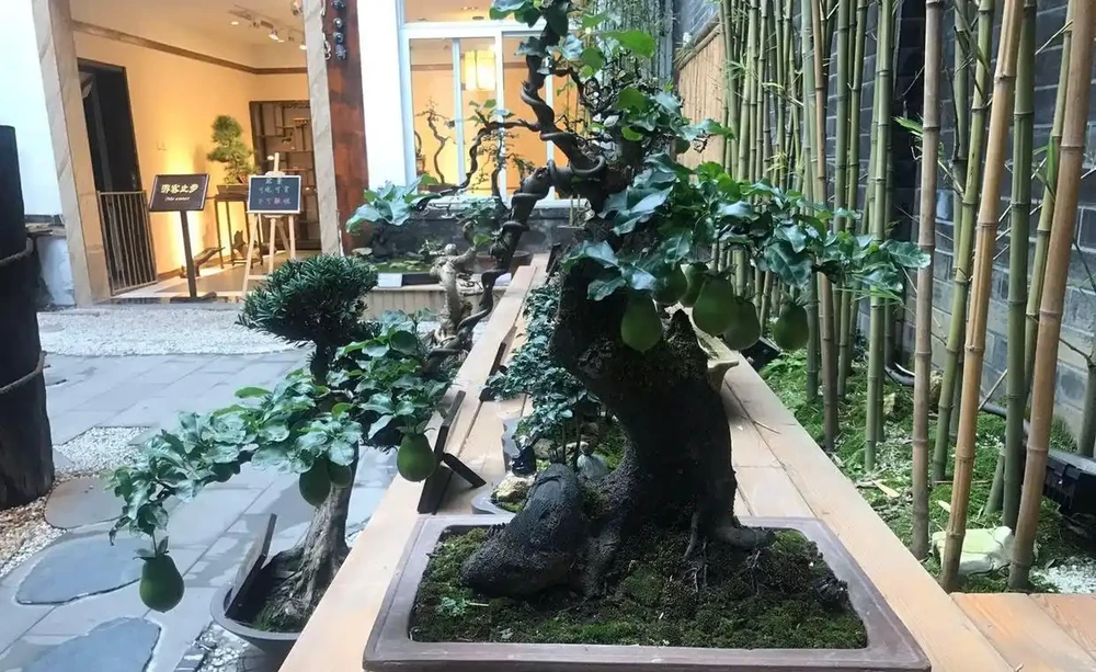 「金彈子」盆景，「熟樁」養護！「6點」注意事項