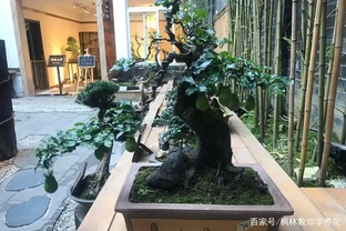 「金彈子」盆景，「熟樁」養護！「6點」注意事項