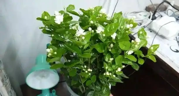 自制3種「營養液」,春天「澆花」肥效足,黃金葛吊蘭超喜歡