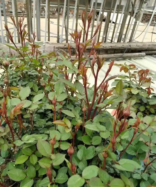 自制3種「營養液」,春天「澆花」肥效足,黃金葛吊蘭超喜歡