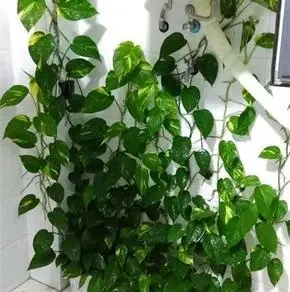 自制3種「營養液」,春天「澆花」肥效足,黃金葛吊蘭超喜歡