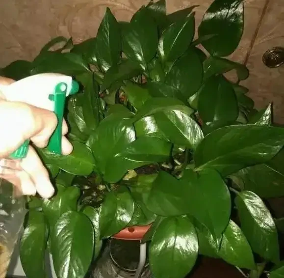 自制3種「營養液」,春天「澆花」肥效足,黃金葛吊蘭超喜歡