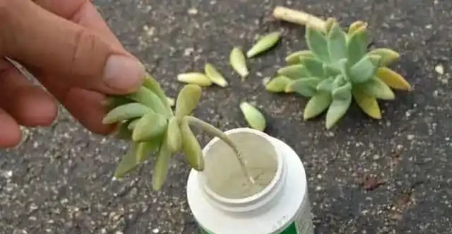 繁殖多肉的好時機，枝條剪下來別急著種，水耕更易長根