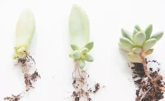 繁殖多肉的好時機，枝條剪下來別急著種，水耕更易長根