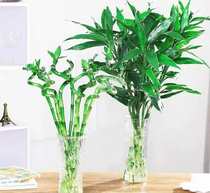 萬年竹水耕瓶里加這三種藥片,葉子濃綠光亮,越長越精神!