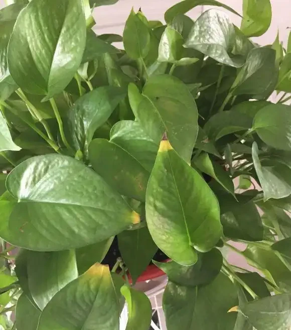 俗話說，一棵黃金葛七個鬼，位置要擺「對」，這4個地方可以參考