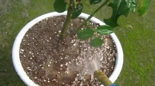 玫瑰多久施肥一次、澆水一次?充足水肥讓玫瑰飛速生長、花開滿盆