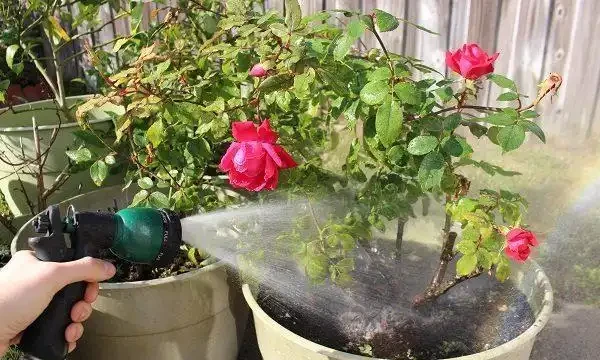玫瑰多久施肥一次、澆水一次?充足水肥讓玫瑰飛速生長、花開滿盆