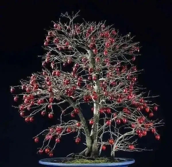 金彈子花香果美,古稱吉慶果,如何辨識公株母株?