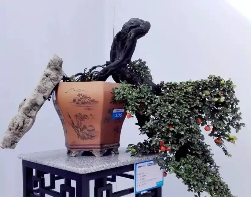 金彈子花香果美,古稱吉慶果,如何辨識公株母株?