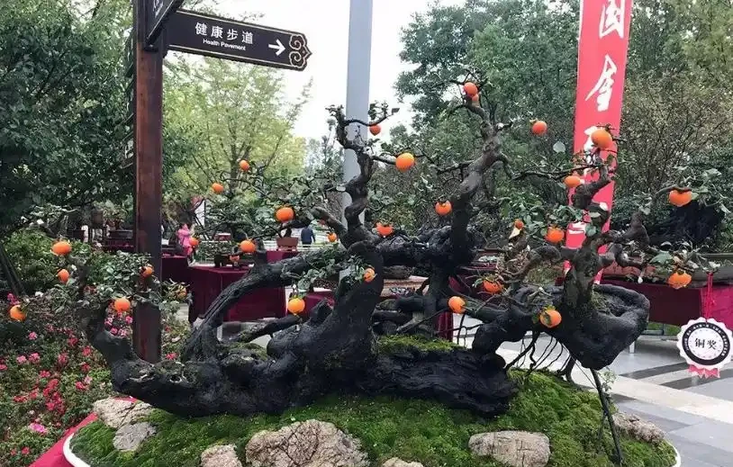 金彈子花香果美,古稱吉慶果,如何辨識公株母株?