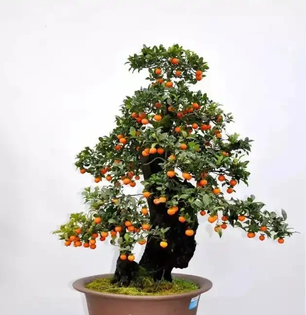 金彈子花香果美,古稱吉慶果,如何辨識公株母株?