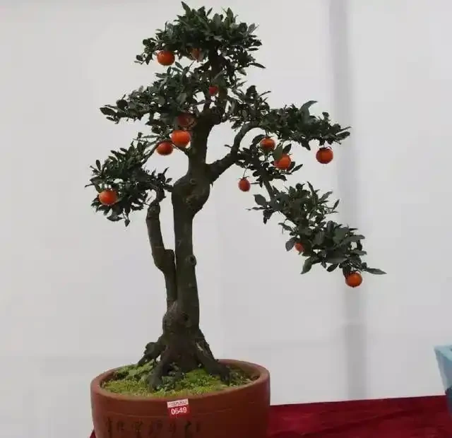 金彈子花香果美,古稱吉慶果,如何辨識公株母株?