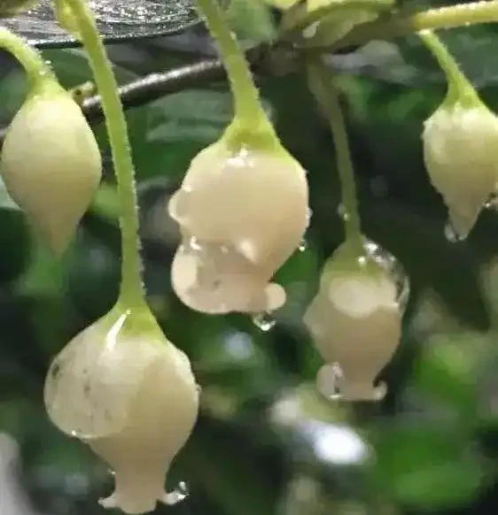 金彈子花香果美,古稱吉慶果,如何辨識公株母株?