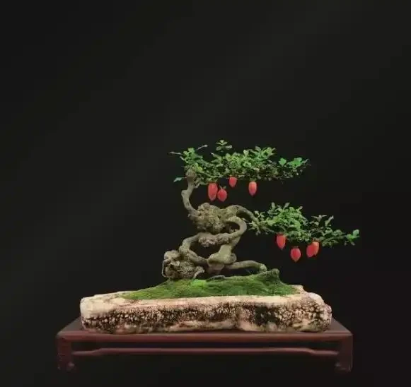 金彈子花香果美,古稱吉慶果,如何辨識公株母株?