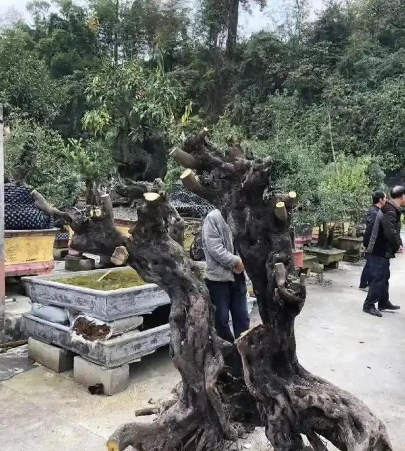 金彈子花香果美,古稱吉慶果,如何辨識公株母株?