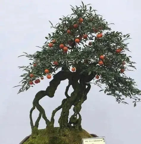 金彈子花香果美,古稱吉慶果,如何辨識公株母株?