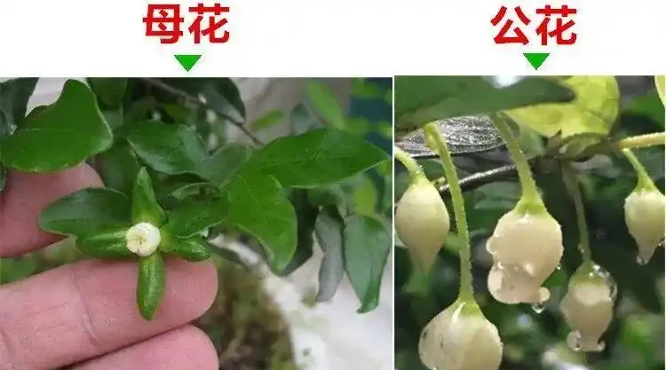 金彈子花香果美,古稱吉慶果,如何辨識公株母株?