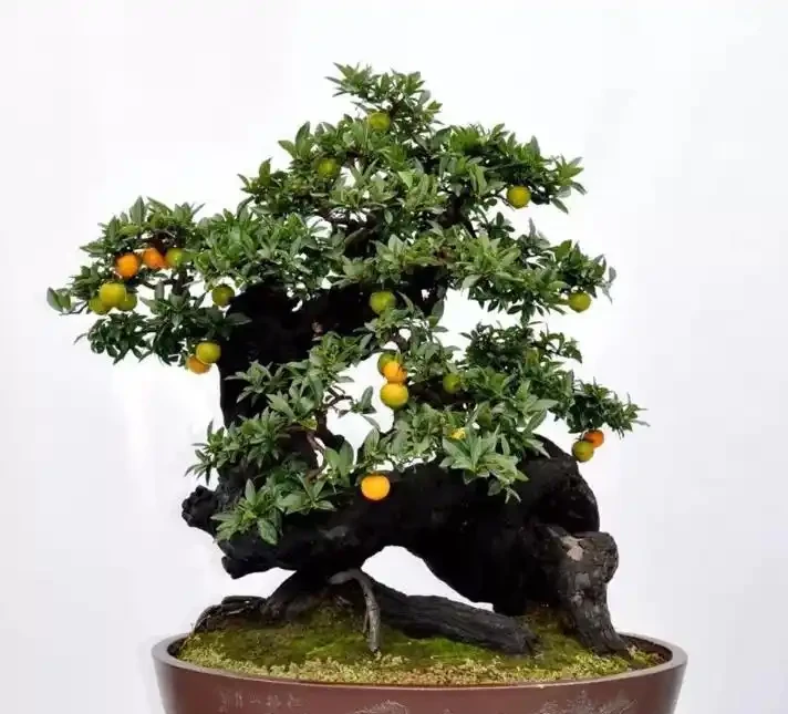 金彈子花香果美,古稱吉慶果,如何辨識公株母株?
