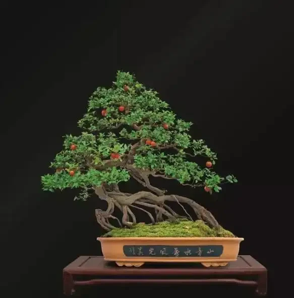 金彈子花香果美,古稱吉慶果,如何辨識公株母株?