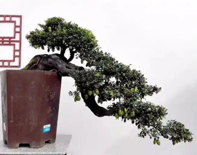 金彈子花香果美,古稱吉慶果,如何辨識公株母株?