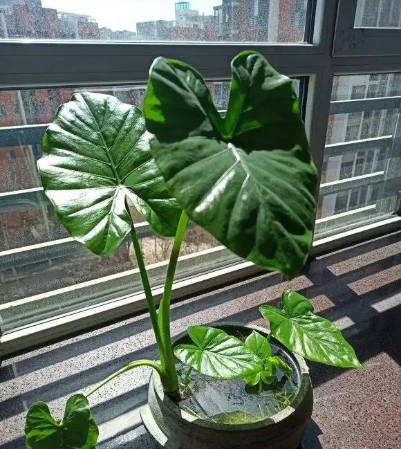 海芋有毒,還有這麼多人養它,原來是這點好處,能衝煞氣