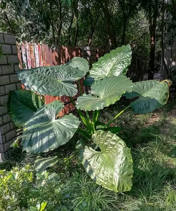 海芋有毒,還有這麼多人養它,原來是這點好處,能衝煞氣