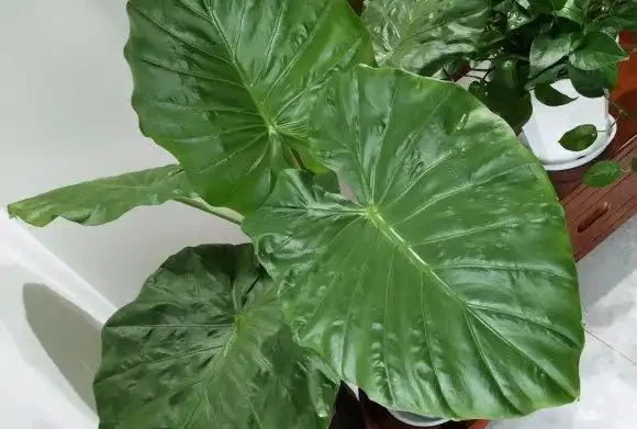 海芋有毒,還有這麼多人養它,原來是這點好處,能衝煞氣