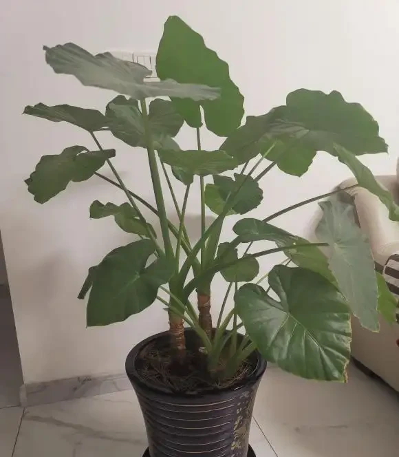 海芋有毒,還有這麼多人養它,原來是這點好處,能衝煞氣