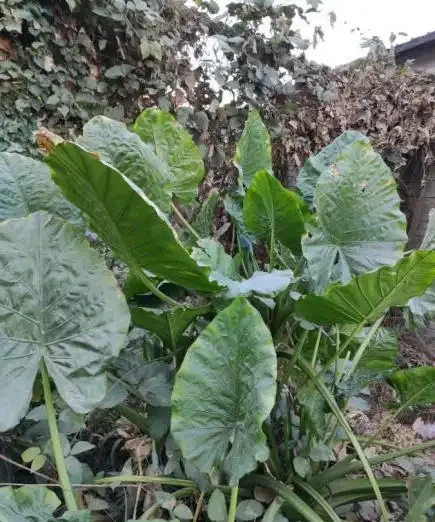 海芋有毒,還有這麼多人養它,原來是這點好處,能衝煞氣