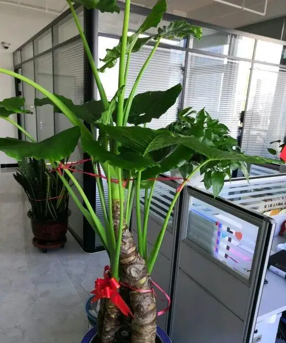 海芋有毒,還有這麼多人養它,原來是這點好處,能衝煞氣
