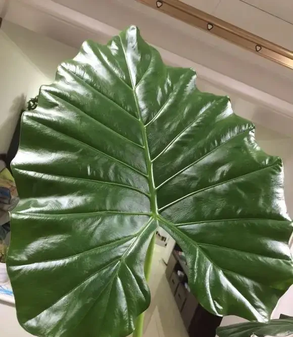 海芋有毒,還有這麼多人養它,原來是這點好處,能衝煞氣