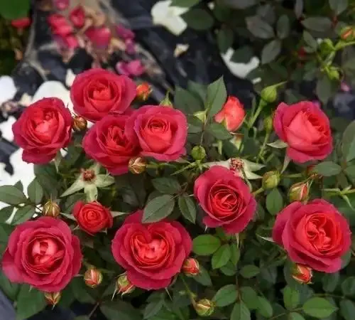 玫瑰、薔薇和玫瑰怎麼區別?看花和葉,1個種植技巧,開滿盆