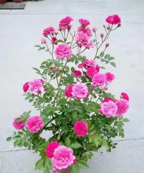 玫瑰、薔薇和玫瑰怎麼區別?看花和葉,1個種植技巧,開滿盆