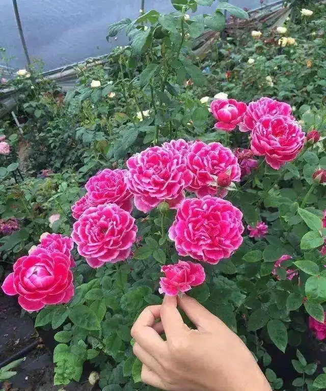 玫瑰、薔薇和玫瑰怎麼區別?看花和葉,1個種植技巧,開滿盆