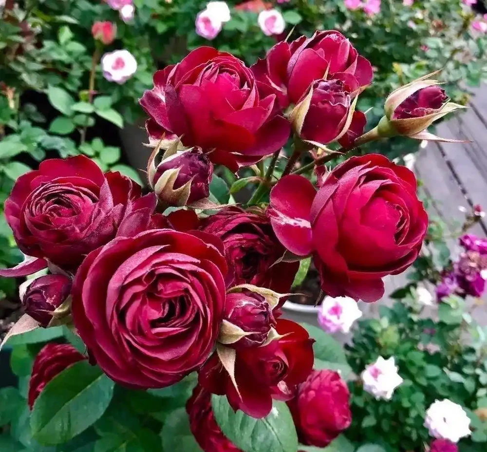 玫瑰、薔薇和玫瑰怎麼區別?看花和葉,1個種植技巧,開滿盆